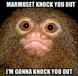 Marmoset Knock You Out by Taffi Louis