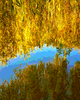 Golden Willows, Lost Lagoon by Diane Smithers